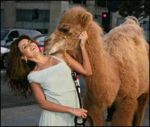 Funny Camel (20)