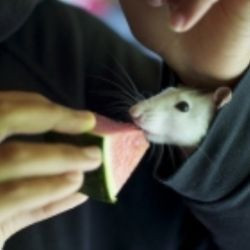 Feeding Your Pet Rat: Foods Poisonous To Rats