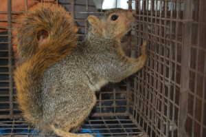 Posted by All City Animal Trapping