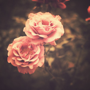 Two Inlove (vintage flower photography) Art Print