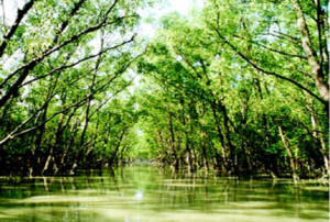 New mangrove species in the Sundarbans