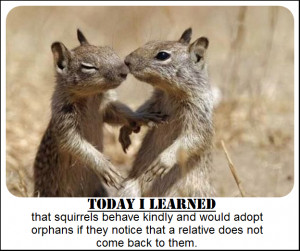 Cute Squirrel Quotes