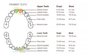 Baby Teeth Eruption Charts American Dental Association