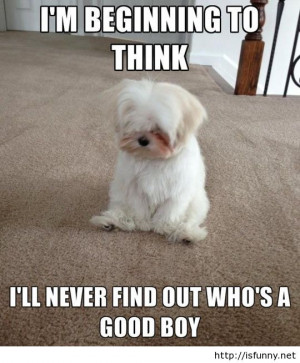 Melancholy Maltese funny picture