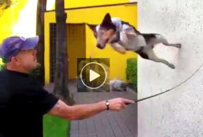 Post image for Enzo dog video | Amazing, crazy, funny, flying dog