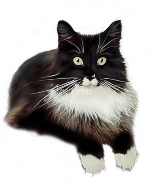 Black And White Cats Tuxedo...