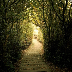 green, nature, path, pathway, plants, steps, sunlight, trees, vyer