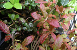 huckleberry finn quotes on racism