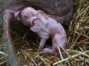 Benjamin Animal Farm A range of farm animal