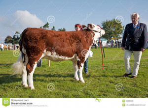 livestock-judge-newbury-uk-september-paraded-show-ring-judges-to-make ...
