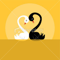 Swan Cards, Swan Greeting Card for Valentines Day