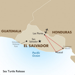 Sea Turtle Release Adventure