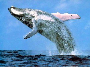 Les baleines sont intégrées dans l' ordre des cétacés et deux sous ...