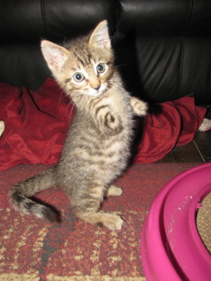 Mercury. the T-rex kitty.