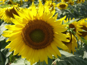 Sunflower Fields: Photo Courtesy of Pauline DeForest