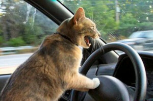 Cat driving a car: Get out of my way you dumb dog