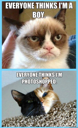 Grumpy Cat and Venus ( i.imgur.com )
