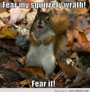 Inspirational Monday!!! Funny Animal Quotes…..heehee….cuteness