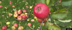 Apple Picking In New York: The Best Orchards