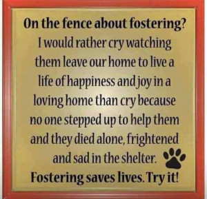 Please consider fostering a dog!