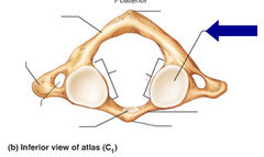 Atlas Superior Articular Facet