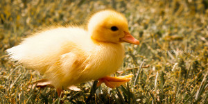 Baby Ducks Animals Cute Duck Nature Yellow