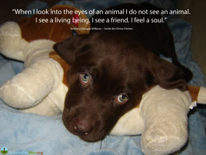 ... into the eyes of an animal i do not see an animal i see a living being