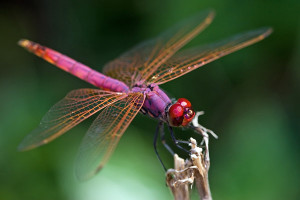 animal wildlife dragonfly the dragonfly is large predatory insect ...