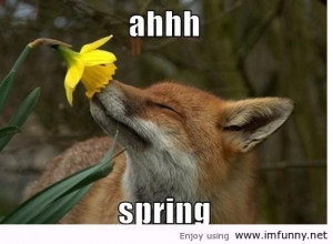 Ahhh Spring... funny animals. Now we know what the fox says! # ...