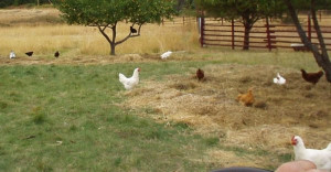 of keeping chickens such as chicken tractor true free range