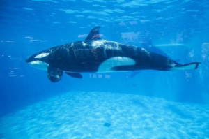 An Orca killer whale is seen underwater at the animal theme park ...