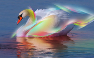 Exotic Pictures of Beautiful Duck that will make feels serene... (21)