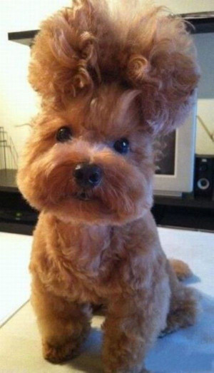 My Dogs Crazy Hair - Return to Funny Animal Pictures Home Page