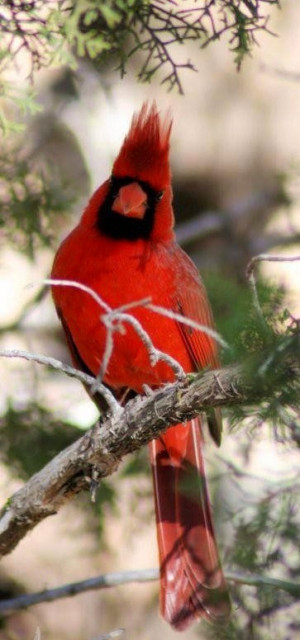 Quotes About Cardinal Birds