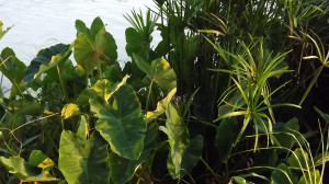 ... Through The Storm Quotes. View Original . [Updated on 11/22/2014 at 09