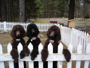 Black Standard Poodle Saratoga standards breed black