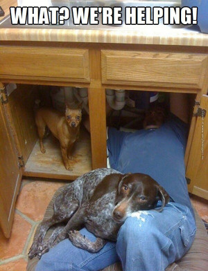 funny pics dogs helping with plumbing