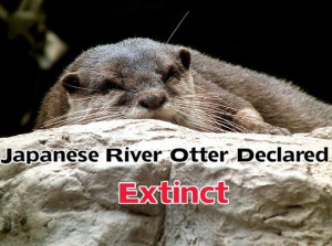 japan japanese river otter Extinct river otter