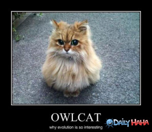 Owl_Cat_funny_picture