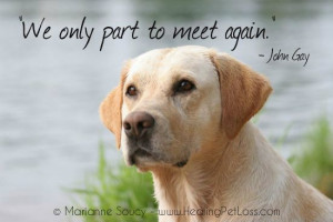 saying goodbye to your pet http healingpetloss com healing pet loss ...