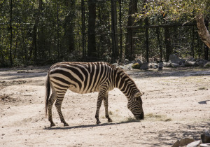 Hungry Zebra