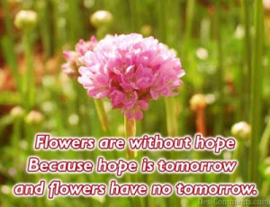 Flowers quotes , famous quotes, beauty quotes , quotes on flowers ...