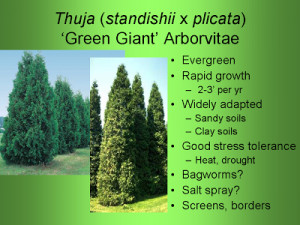 Green Giant Arborvitae vs Leyland Cypress