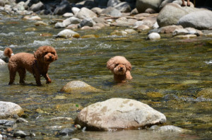 Dog Cooling Off The Beach...