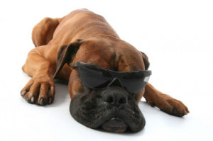 Cool boxer. From DogObediences .