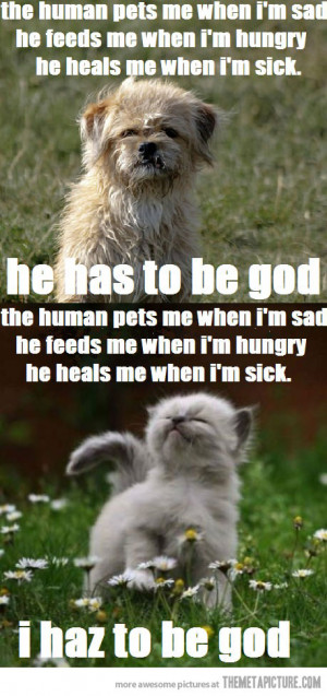 and cat quotes funny cats vs dogs cat vs dog cats and dog have