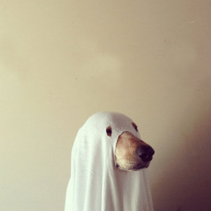 dog funny cute animal ghost sheet blanket