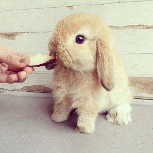 Tags: Baby Bunnies Cute Baby Rabbits Rabbits Photos
