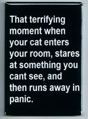 Cat Stare FRIDGE MAGNET funny quote sign humor panic kitten running # ...