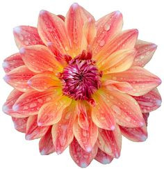 ... com nature symmetry 5 top 20 beautiful examples of symmetry in nature